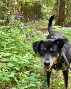 Bailey on the trail