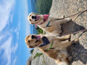two golden dogs on a summit in the sun