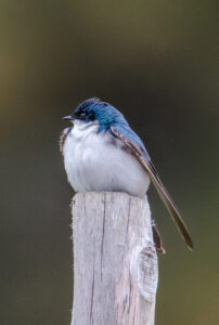 A swallow resting on a post