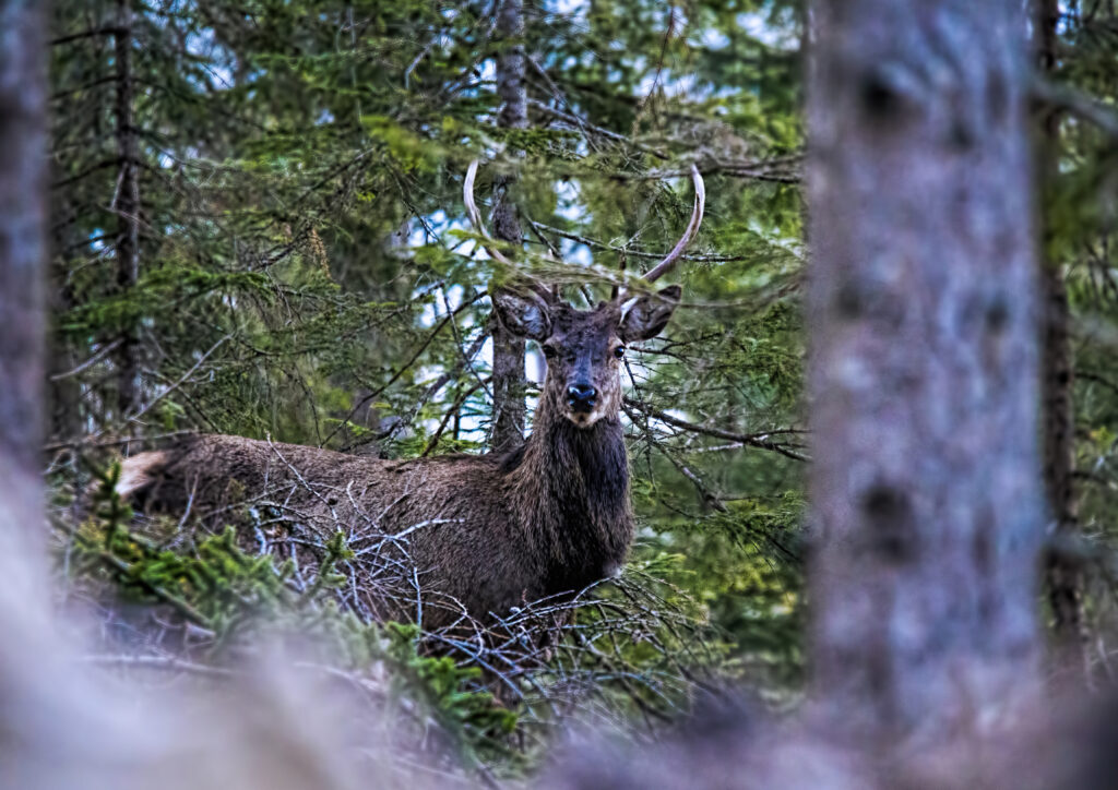 deer in the woods