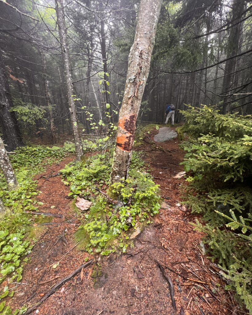 An informal dirt trail in a forest