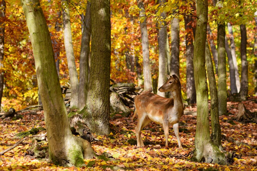 A young deer in autumn woods