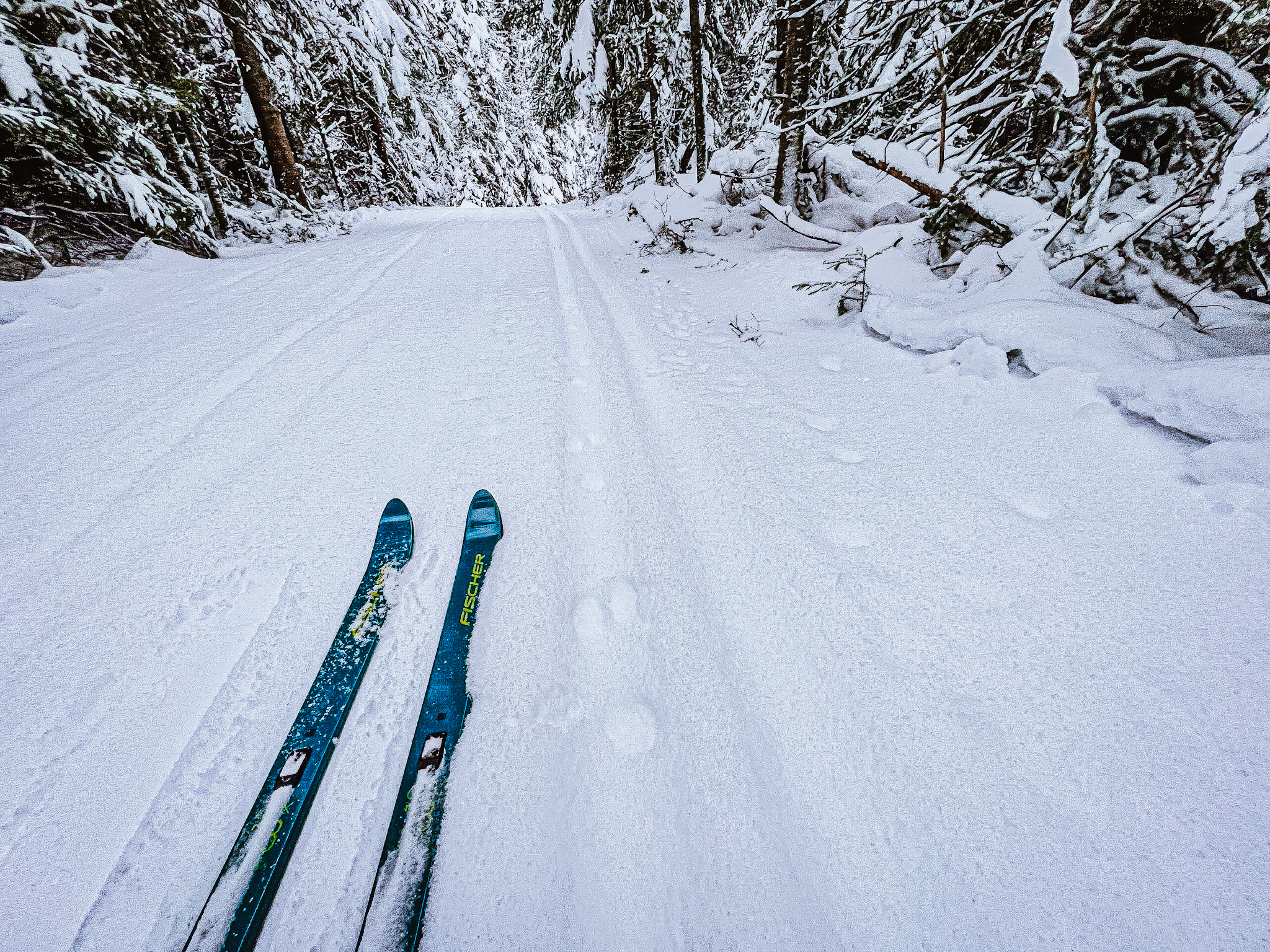 Tracks in Fresh Snow