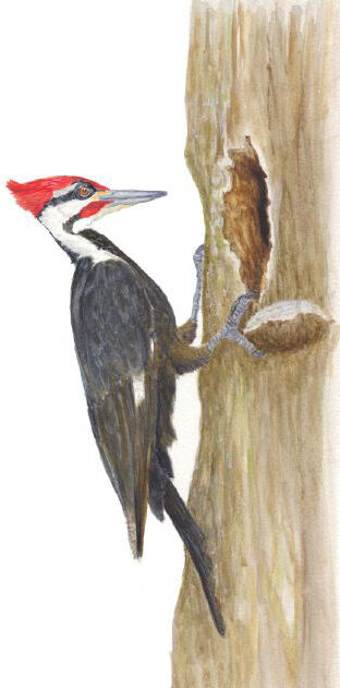 Pileated woodpecker illustration
