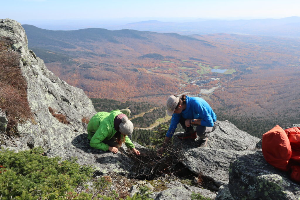 stewards examining plants on Mt Mansfield