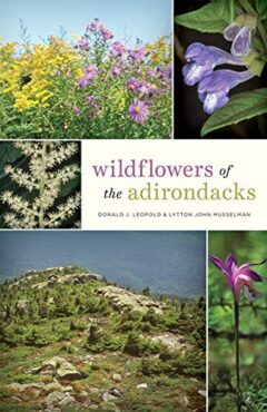 Wildflowers of the Adirondacks book cover image