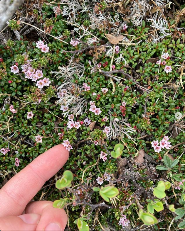 Alpine Azalea