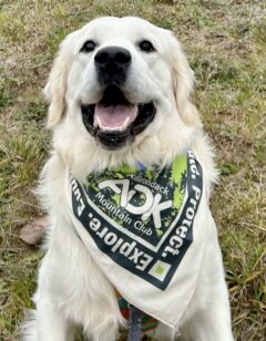 a white dog wearing a bandana