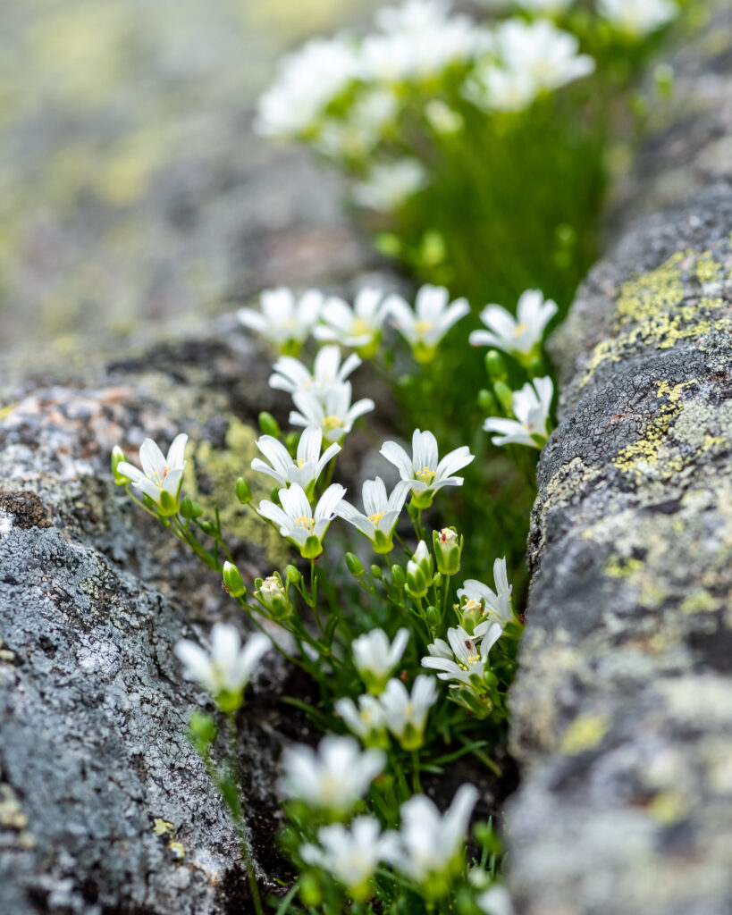 Mountain Sandwort in crack in rock