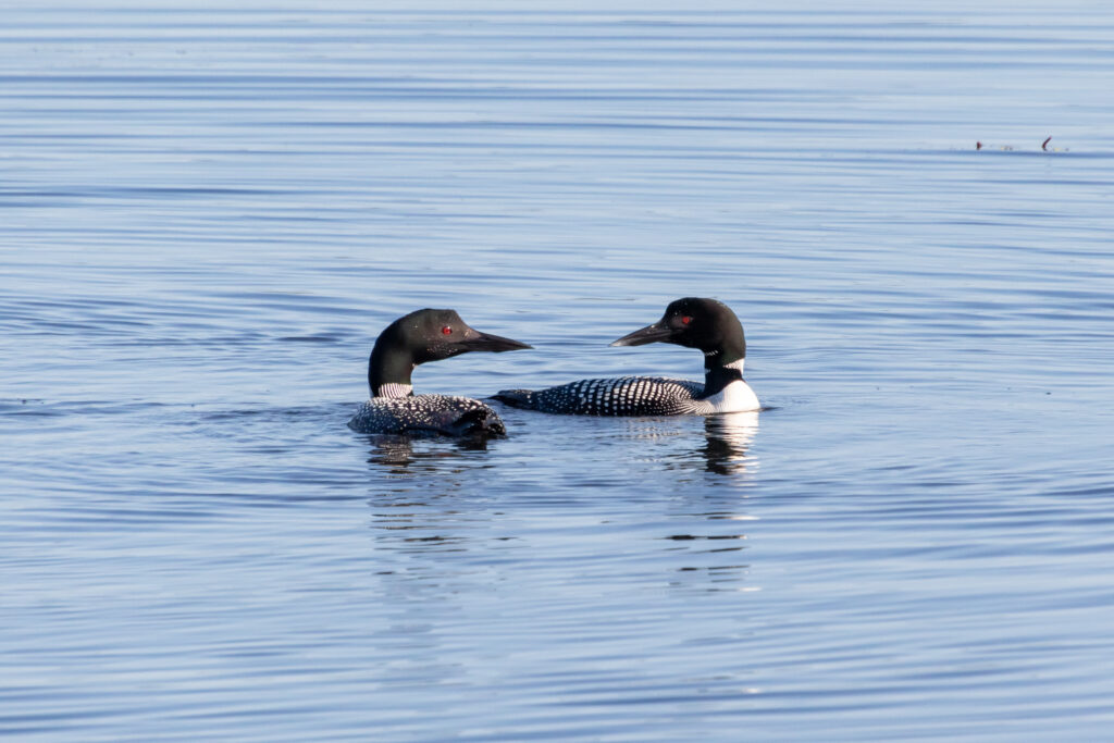 two loons in the water