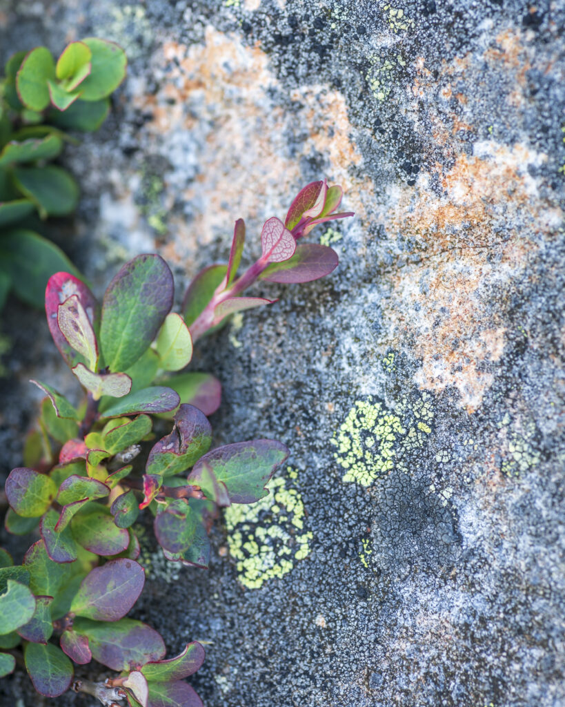 billberry next to rock