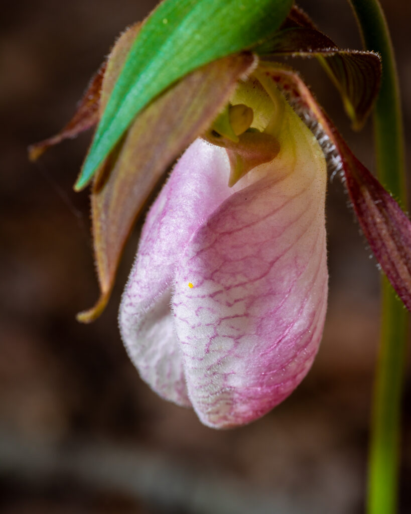 Pink lady slipper in the wild