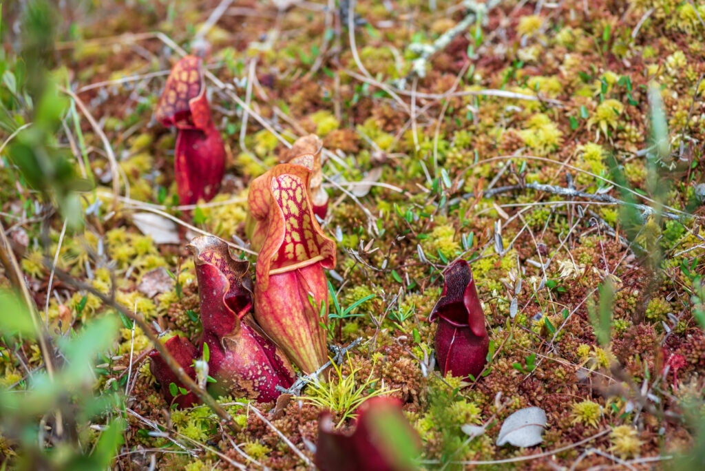 Pitcher plant growing in the wild