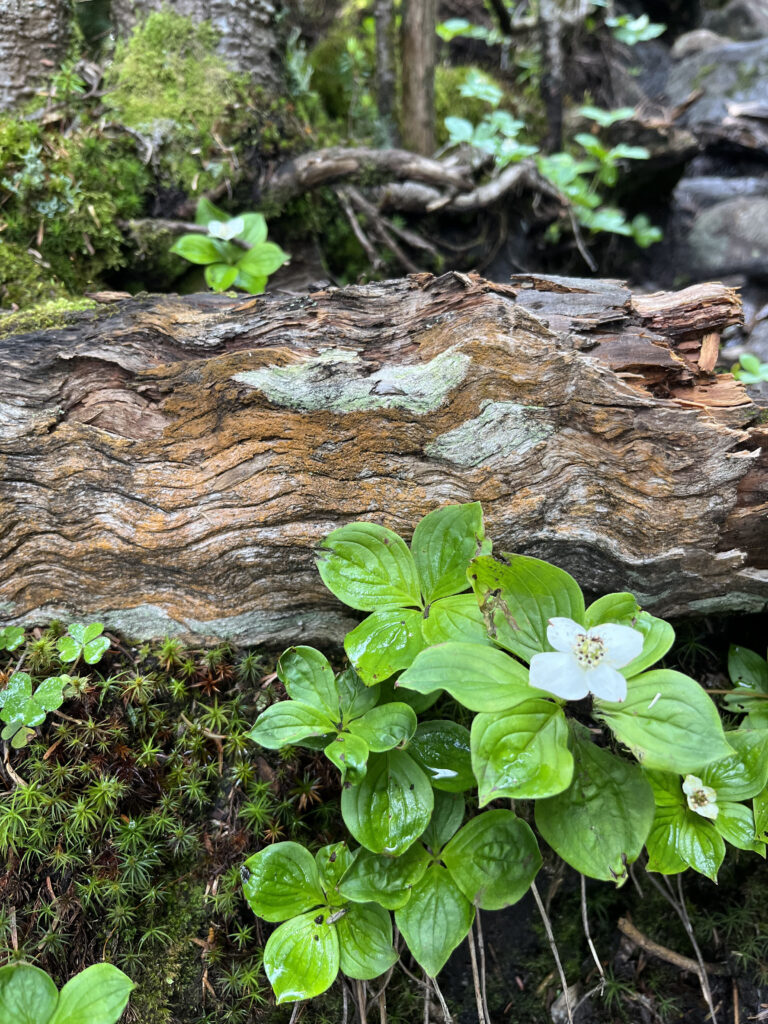 bunchberry on a decaying log