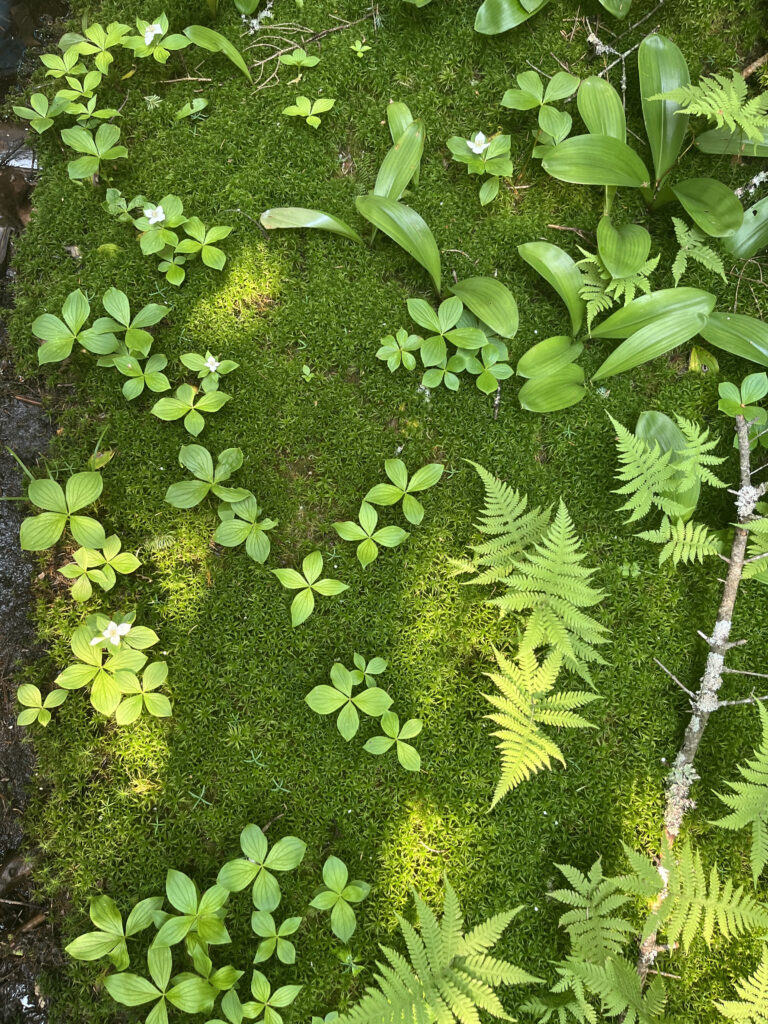 Moss and plants on rock