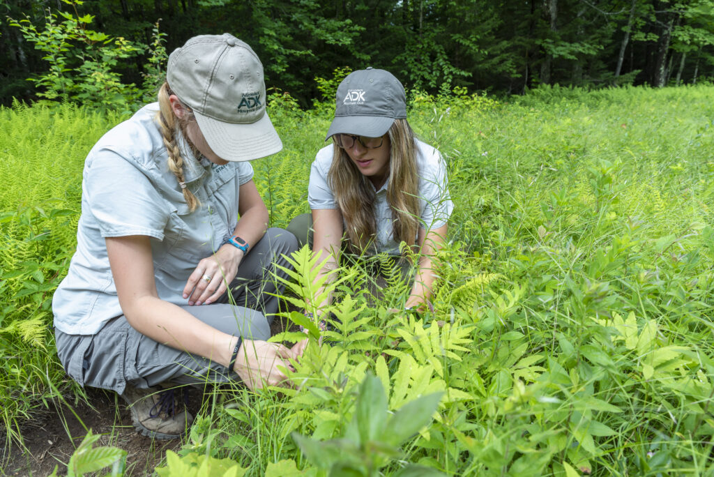 2 ADK employees looking at ferns in a field