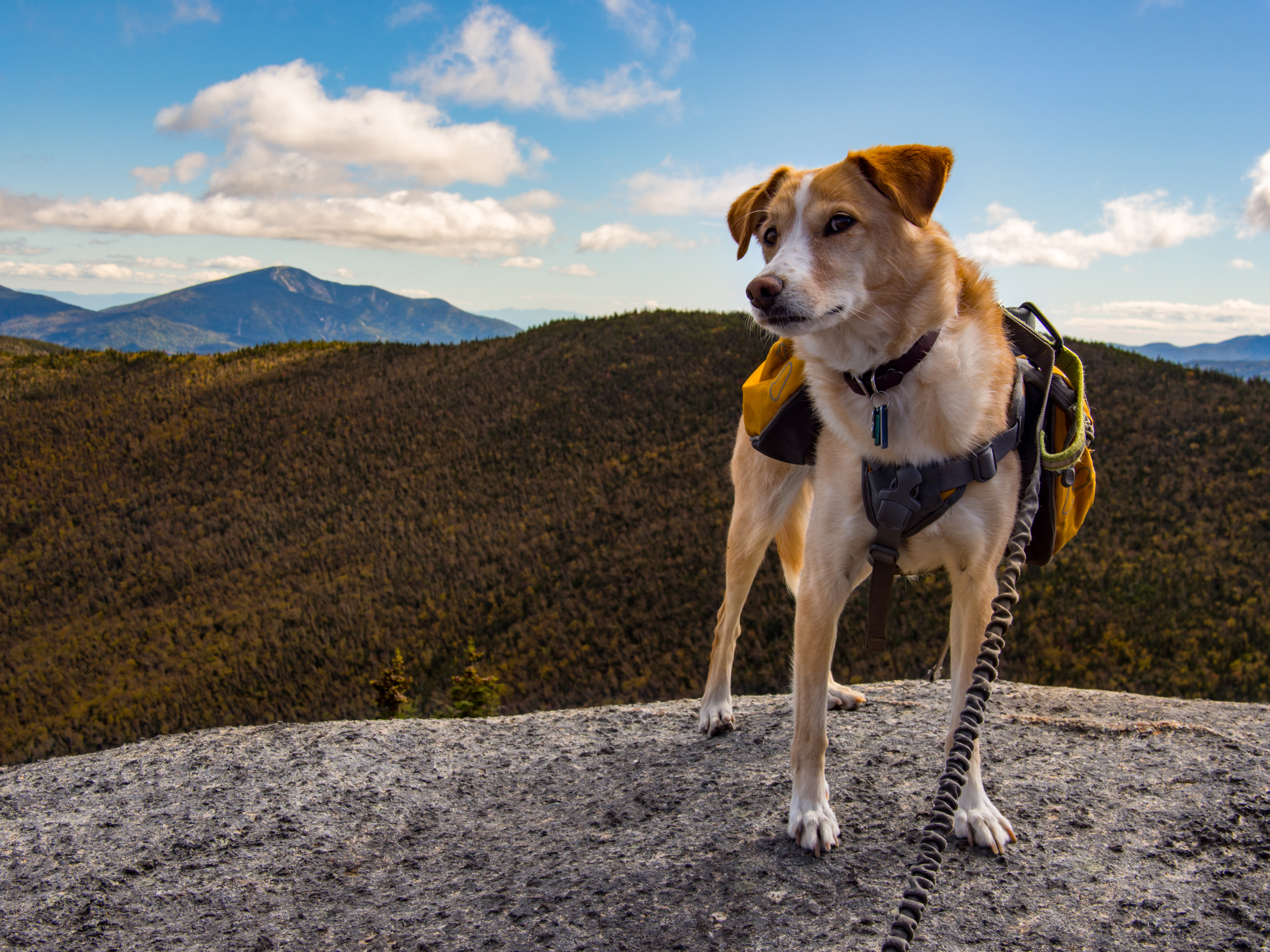 Dog on summit of mountain