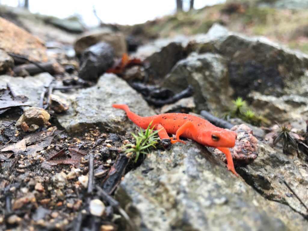 Red eft crawling on rocks