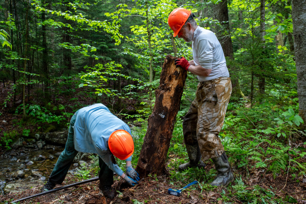 two trail workers move an old bridge log