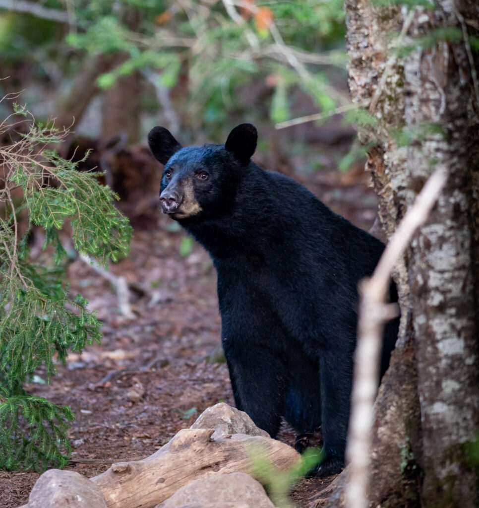 a black bear in the adirondacks