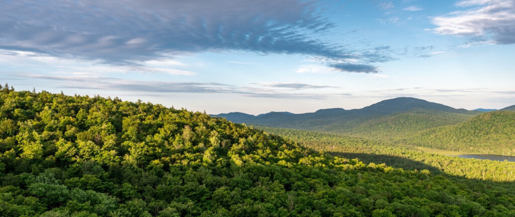 balm of gilead central adirondacks