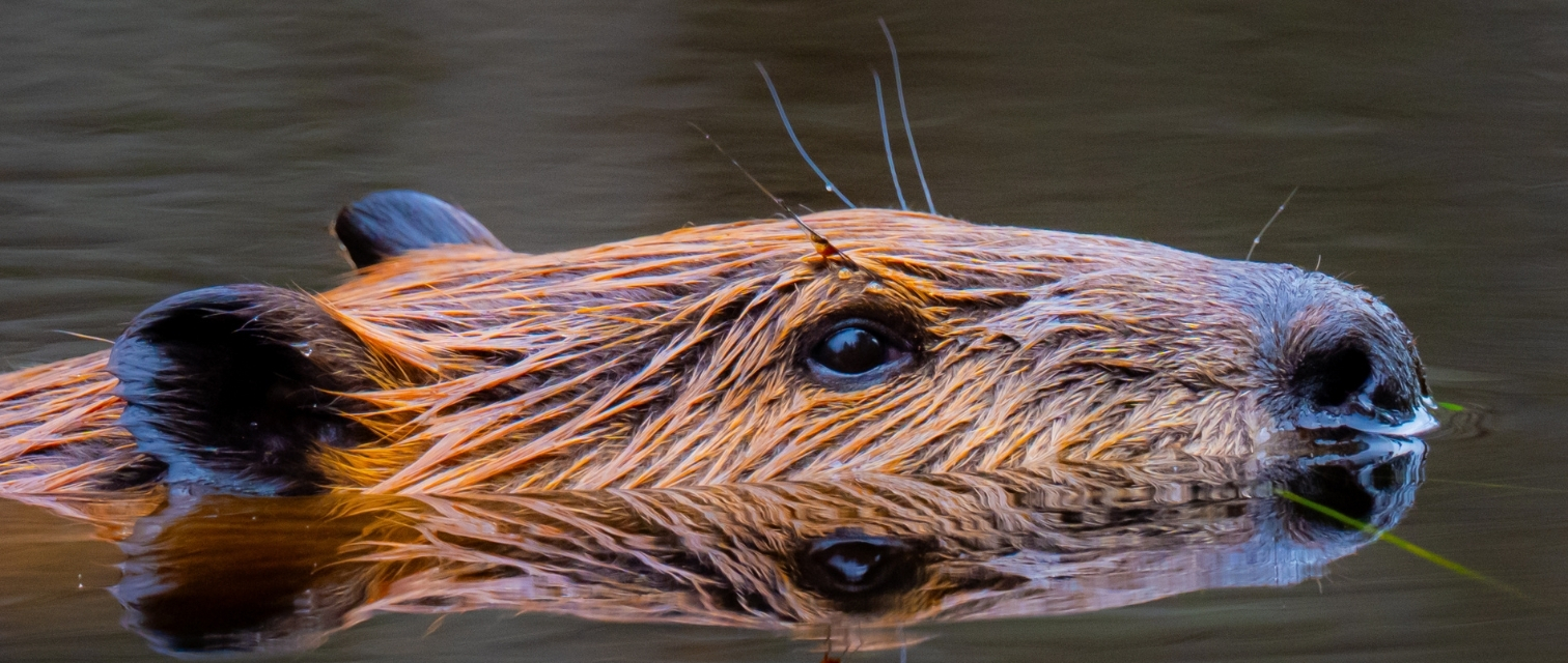 close up photo of a beaver in water