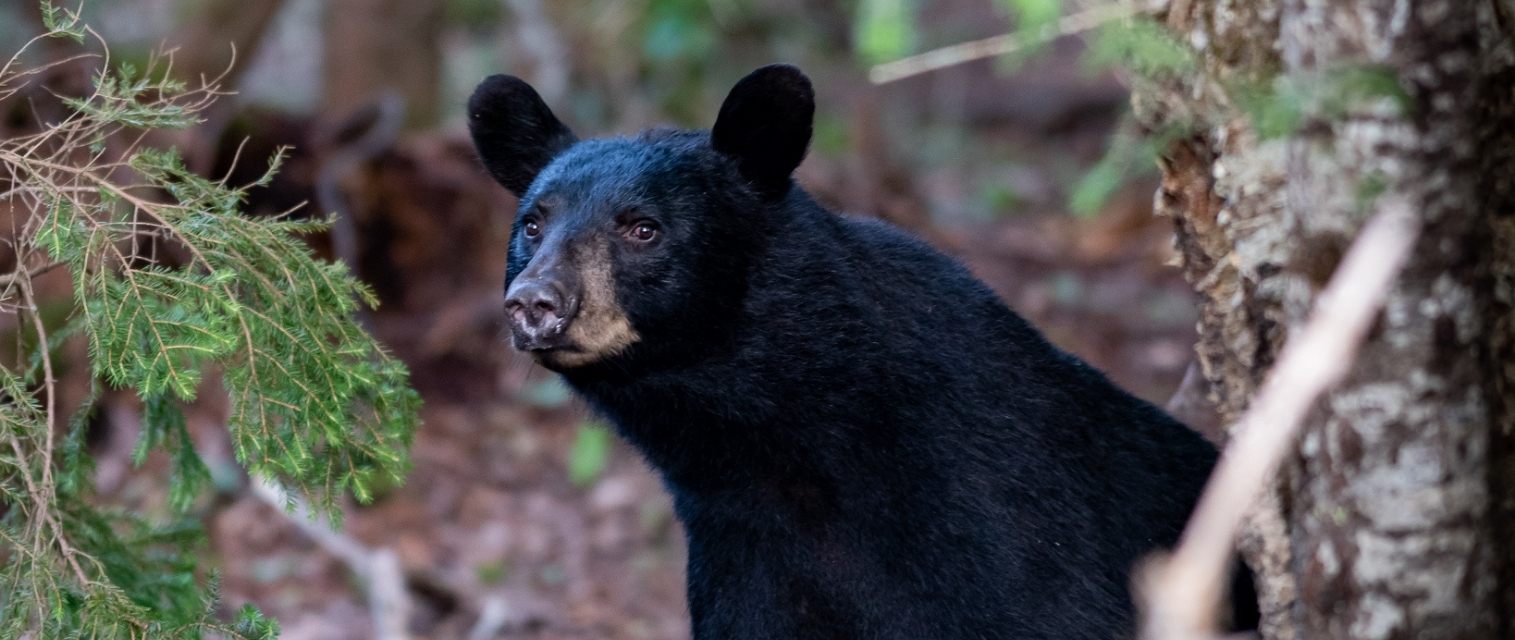 black bear in the adirondacks