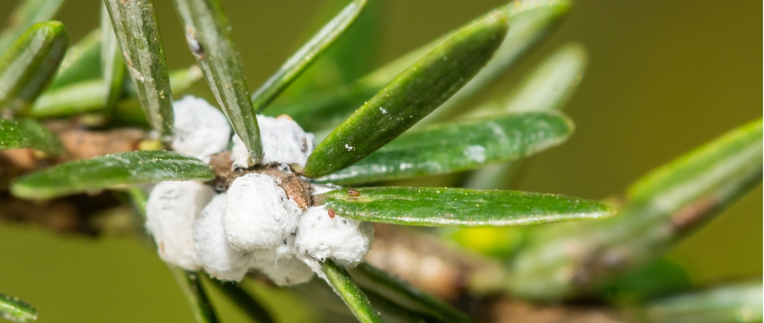 hemlock woolly adelgid