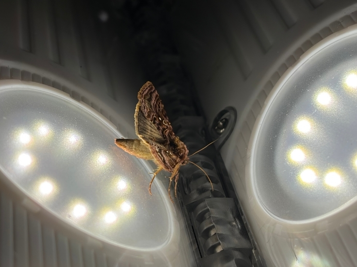 a moth landing on a light in the adirondacks