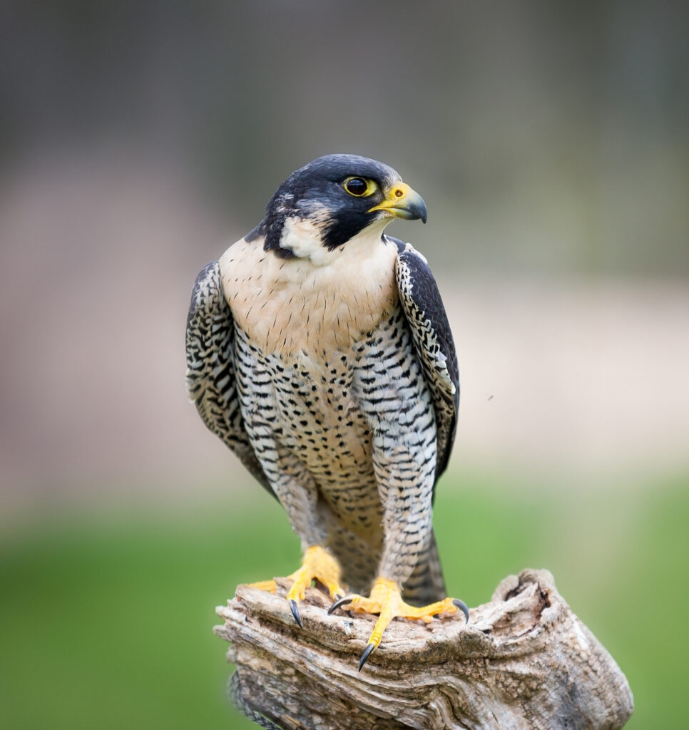 peregrine falcon