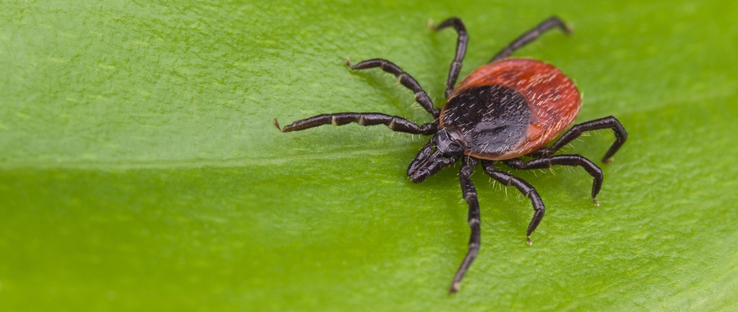 tick on a leaf