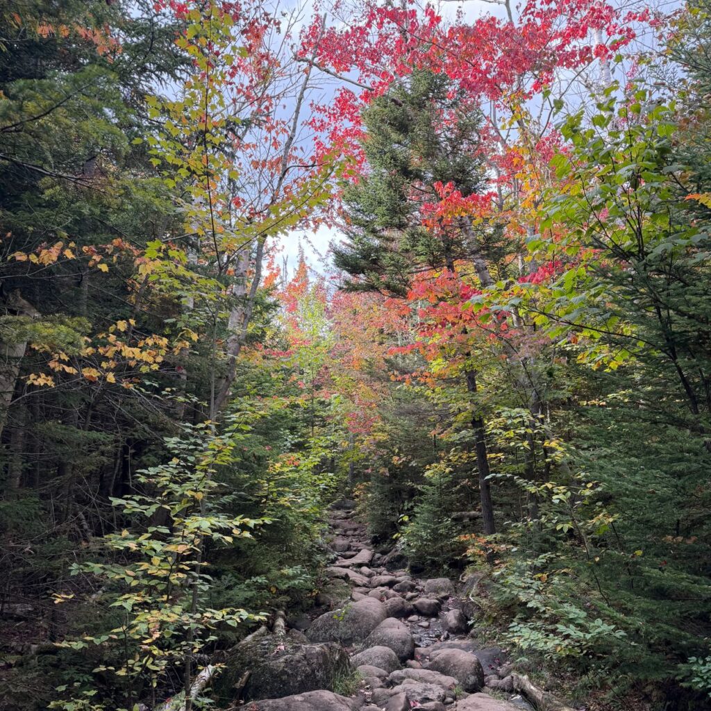 foliage along an Adirondack trail