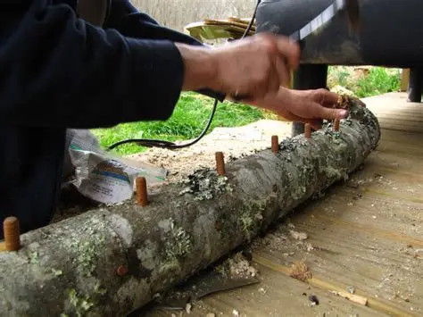 oyster log inoculation