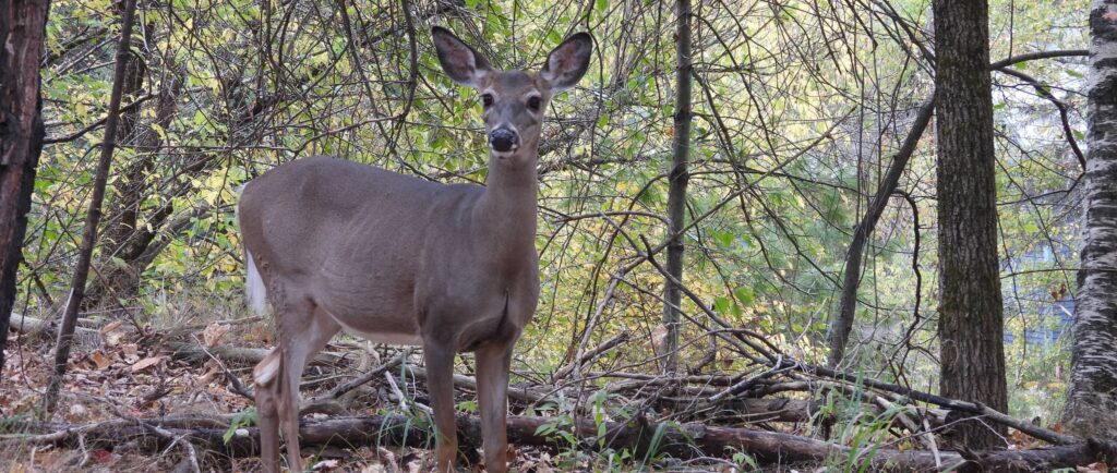 female white tailed deer adirondacks