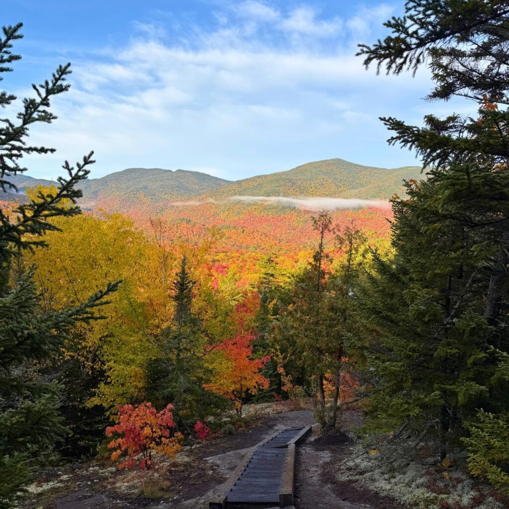 view of Adirondack foliage from a step ladder on the Mount Jo long trail